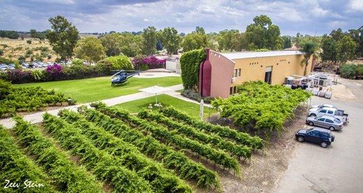 Виноробня «Шато Голан».