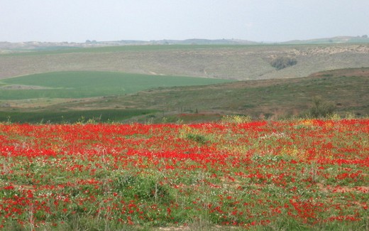 Анемони у Північному Негеві.
