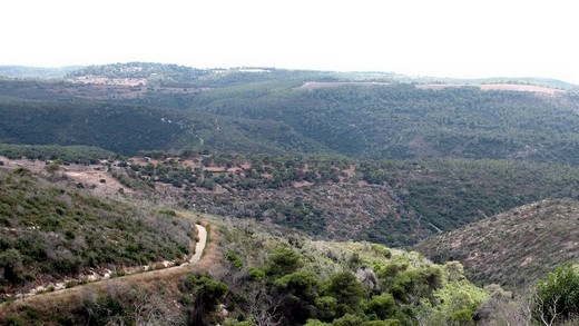 Ліси Кармеля.