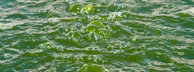 Процесс производства биотоплива из водорослей