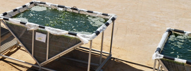Процесс производства биотоплива из водорослей