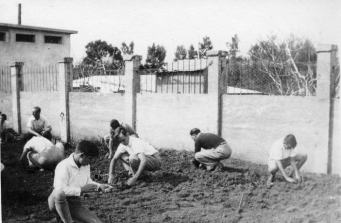 Посадка деревьев в кибуце Ган-Шмуэль, конец 40-х годов.