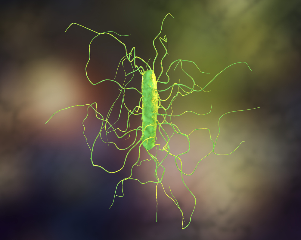 Бактерия Clostridium difficille