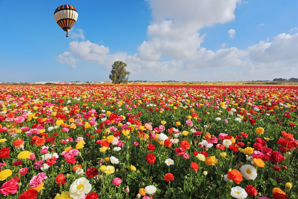 Spring in Israel