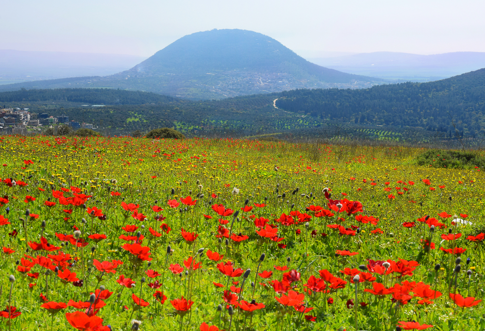 spring blooming of poppies in Galilee near the Nazareth, against the background biblical Mount Tabor, Israel