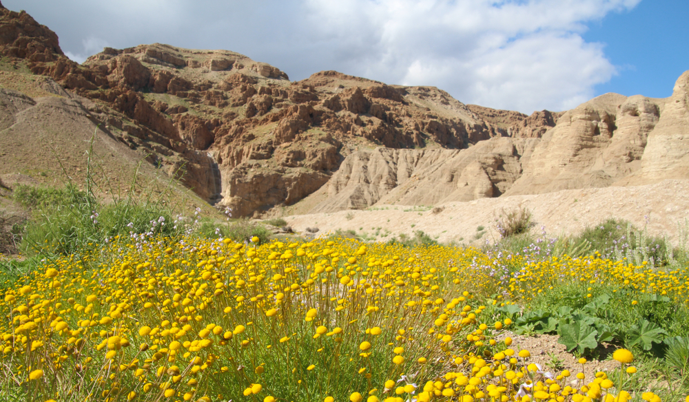 The Judean desert blooms. Close up view of a beautiful bloom of Aaronsohnia. family: Asteraceae. Israel Dead Sea region