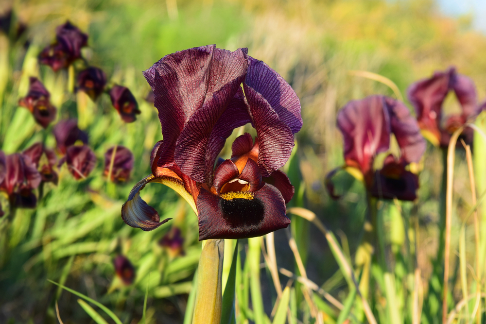 purple irises in a nature reserve on the shores of the Mediterranean Sea, Netanya, Israel