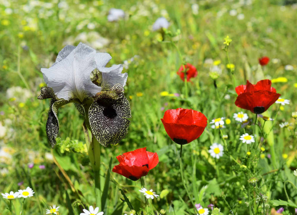 red wild poppies and nazareth iris, ( Iris bismarckiana ), unique flower that grows only in a neighborhood Nazareth, Lower Galilee, Israel