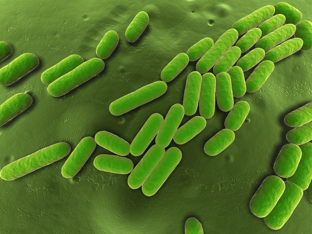 Бактерия Bacillus subtilis