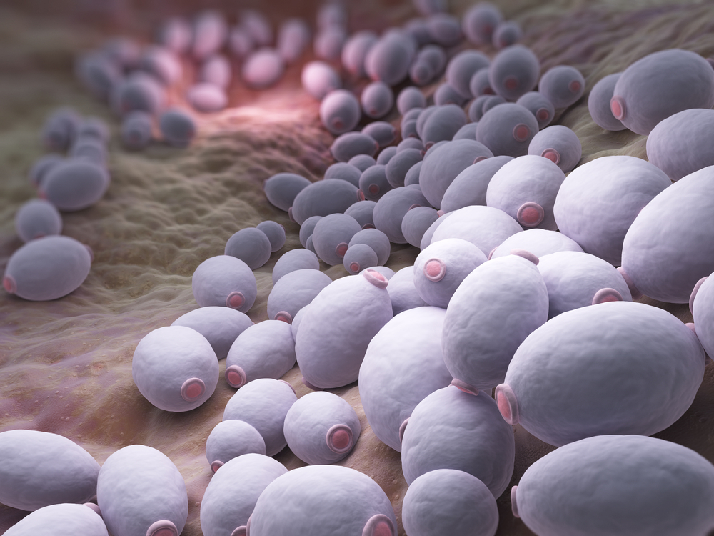 Candida